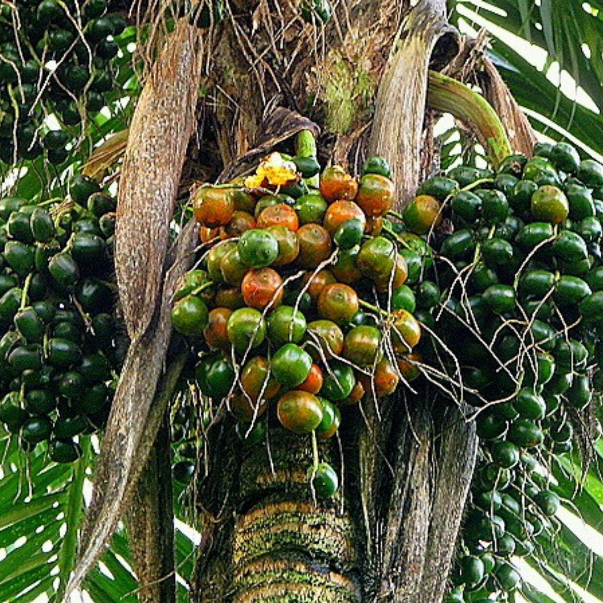 Image 1 of Peach Palm