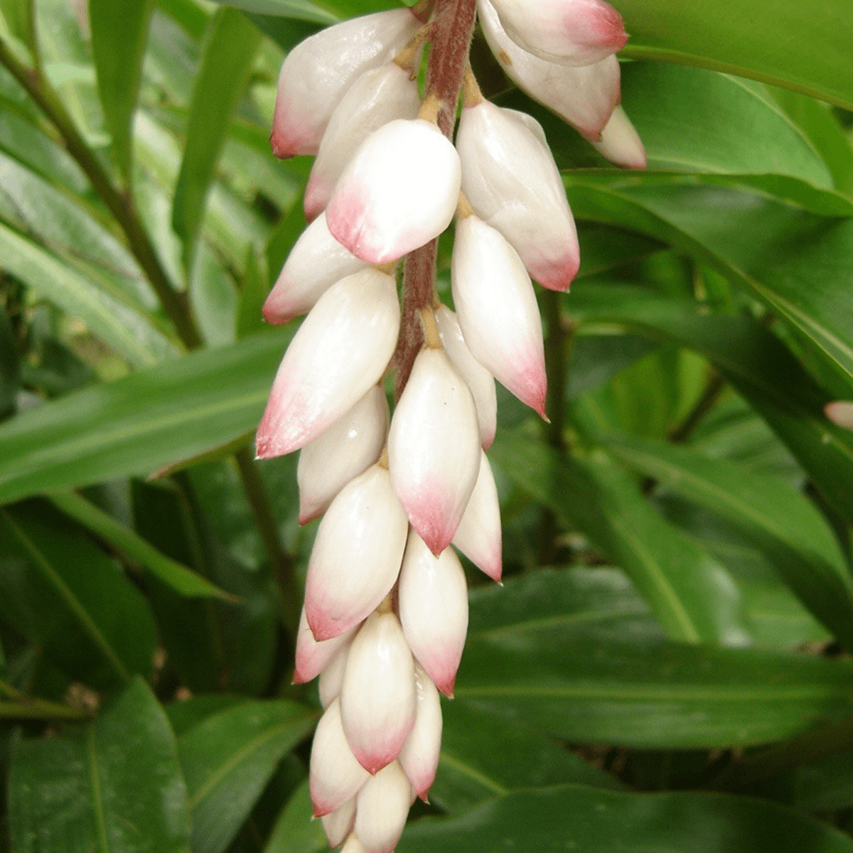 Image 1 of Shell Ginger