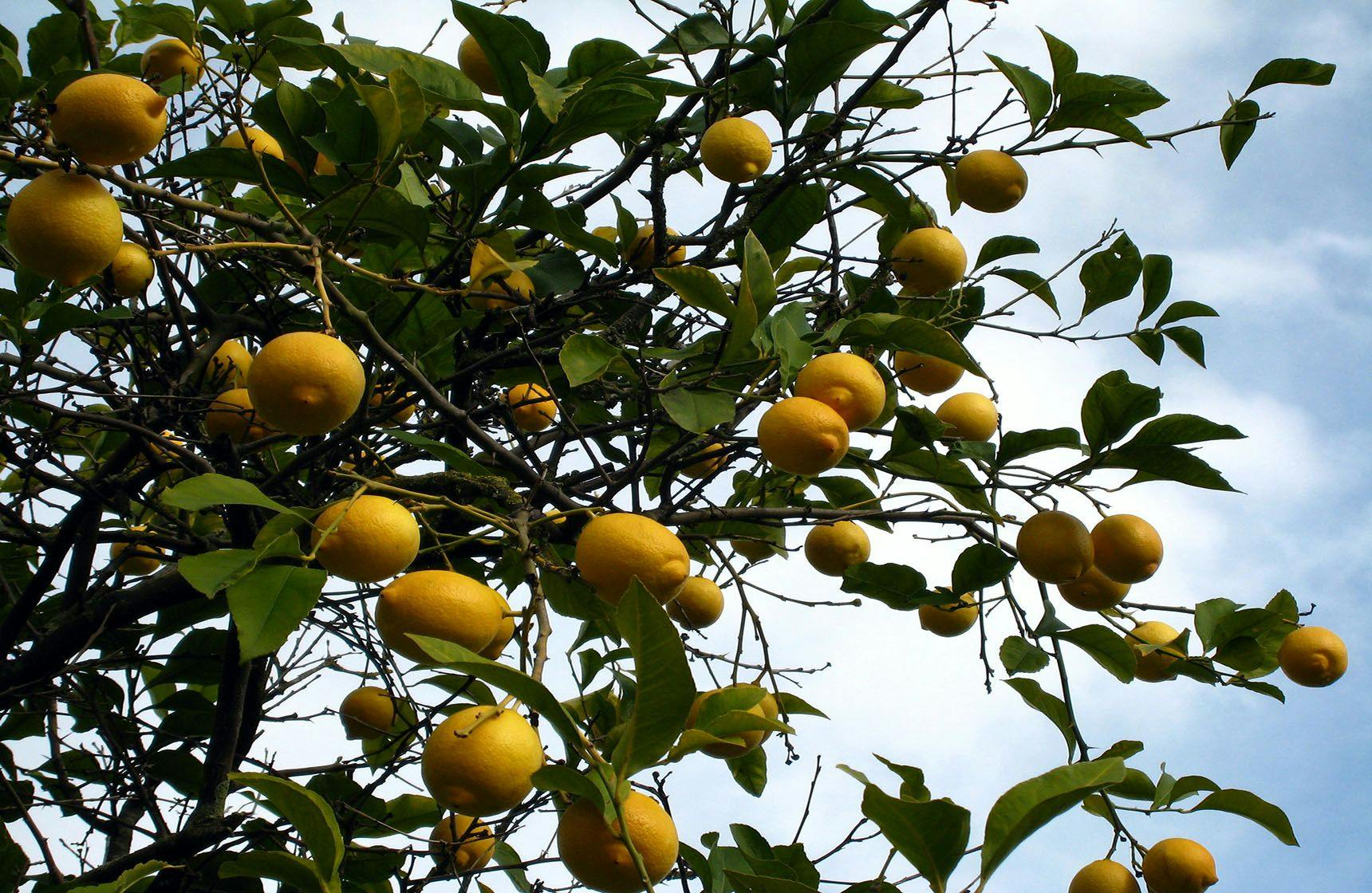 Image 1 of Verdello Lemon
