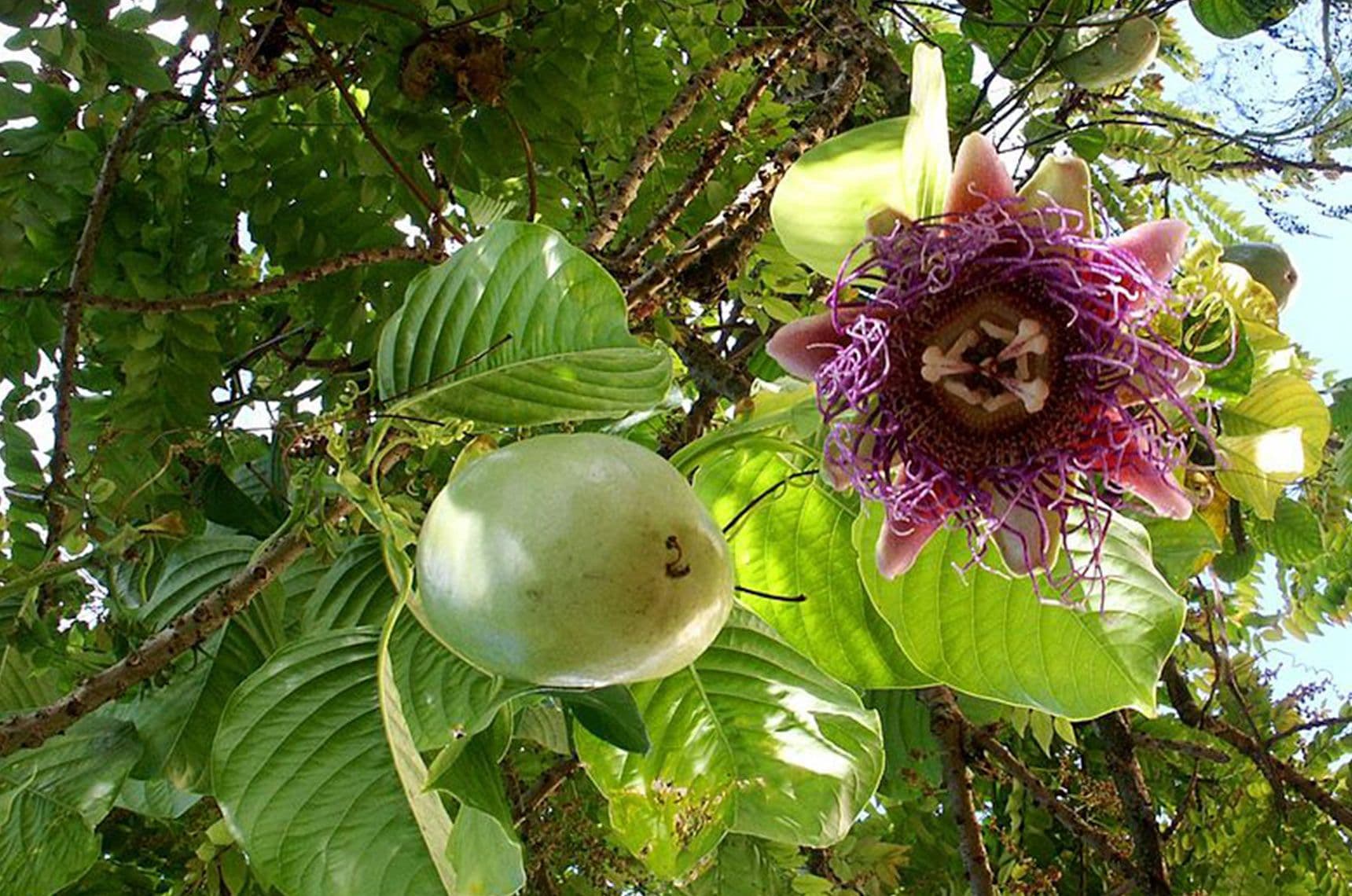 Image 1 of Granadilla Bush
