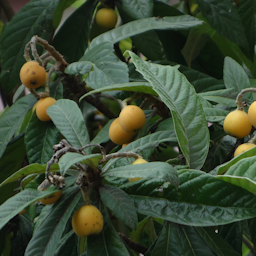 Preview #1 of Loquat
