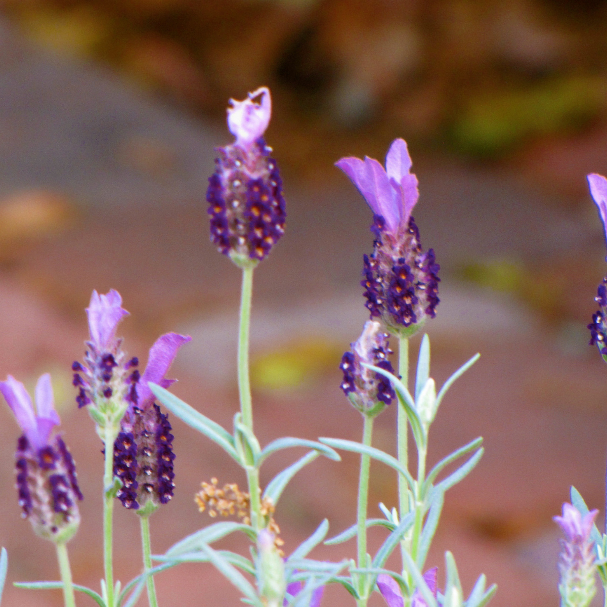 Image 1 of Mexican Lavender