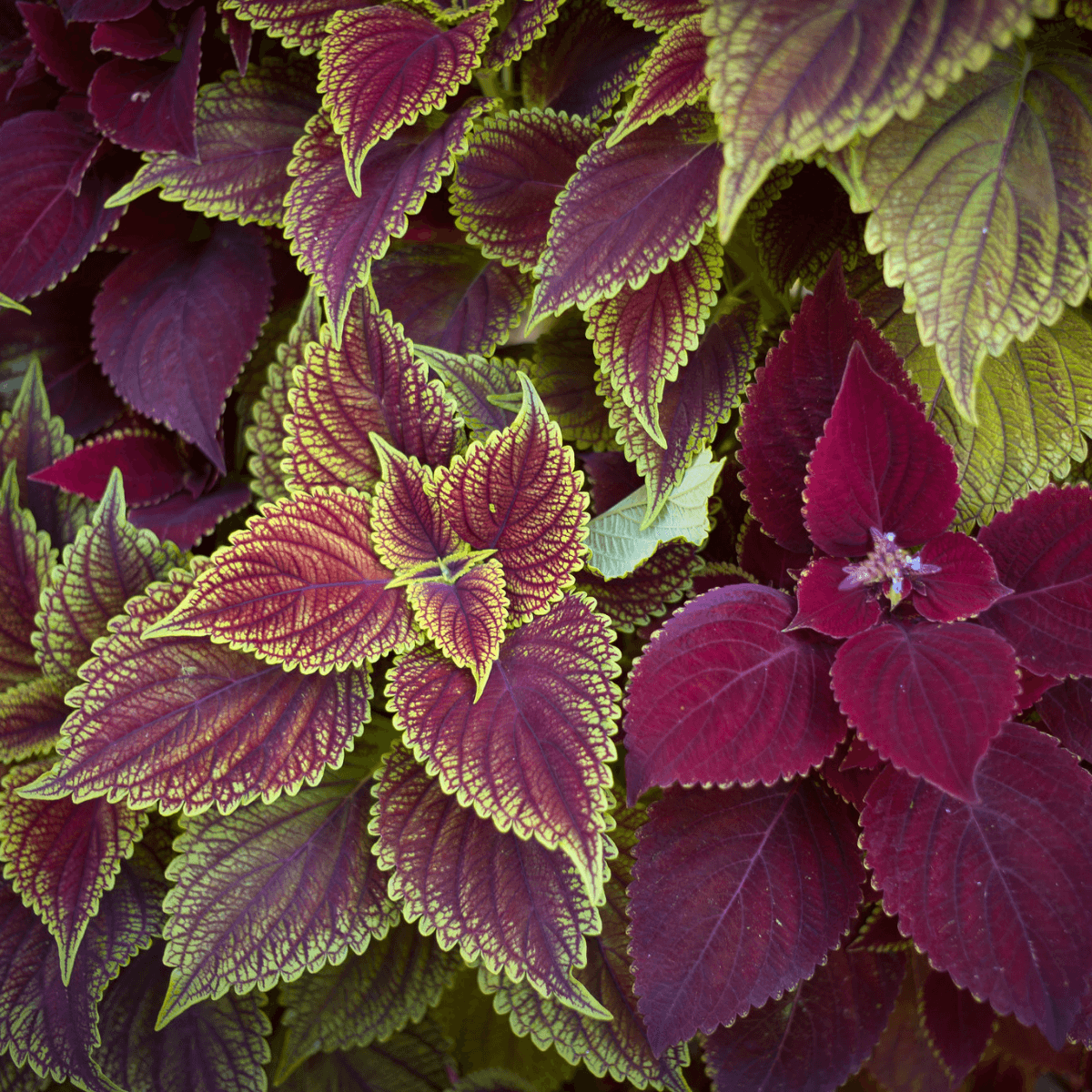 Image 1 of Shiso