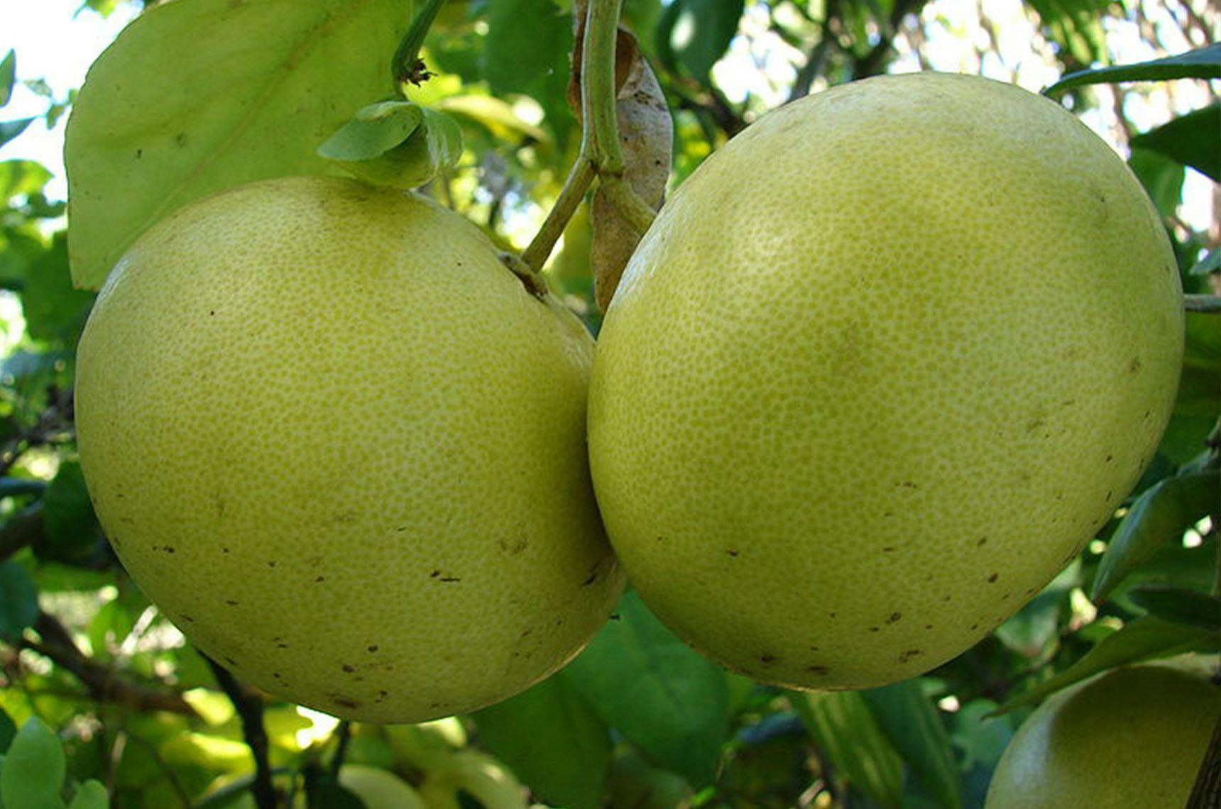 Image 1 of Ugly Fruit