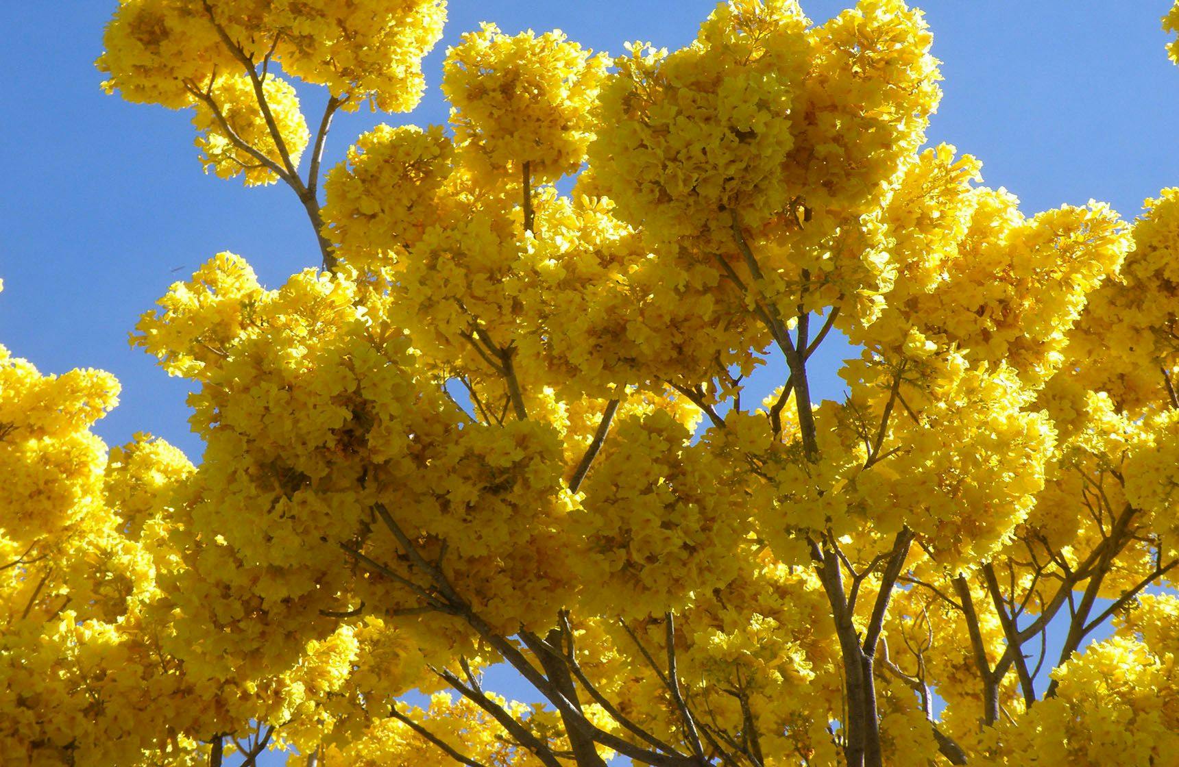 Image 1 of Gold Tree