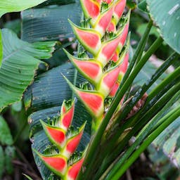 Preview #1 of Rainbow Heliconia
