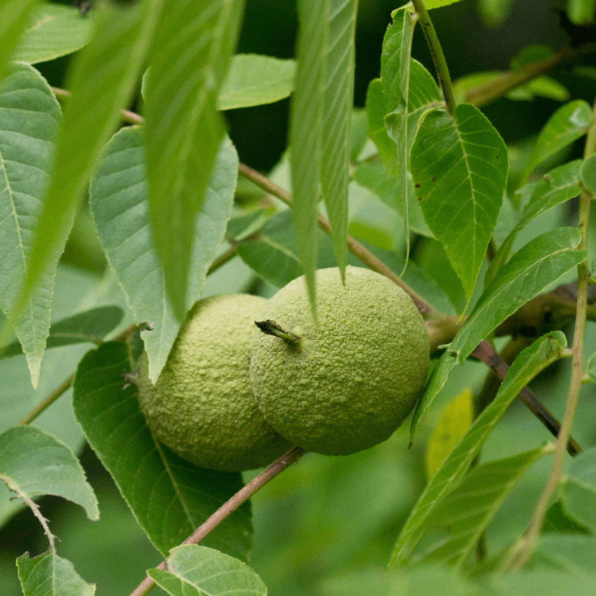 Image 1 of Black Walnut