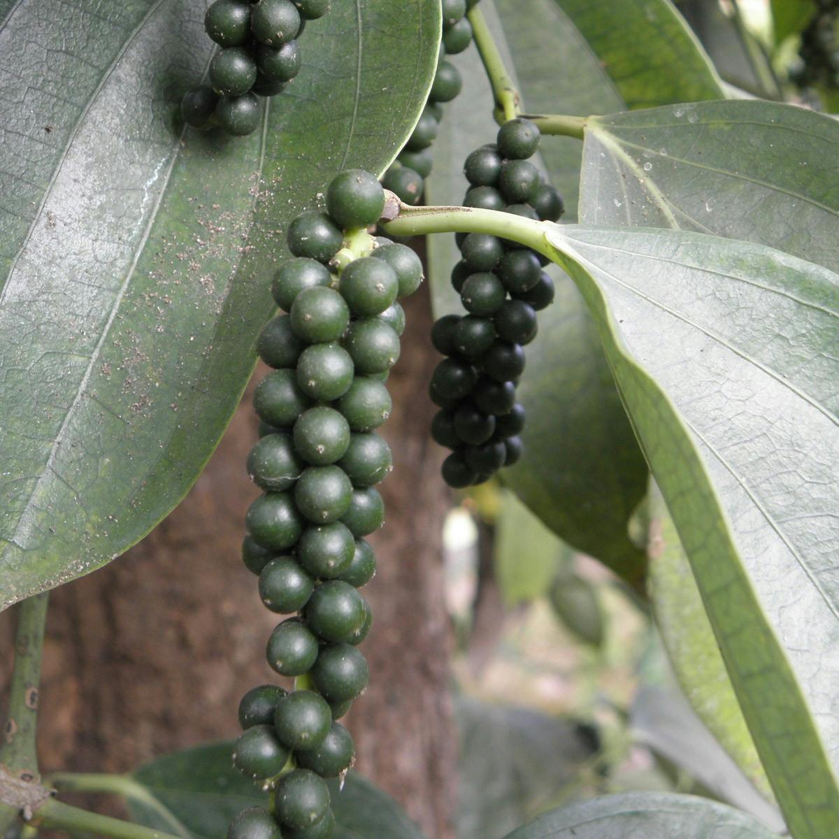 Image 1 of Black Pepper