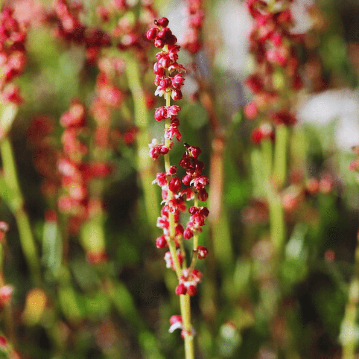 Image 1 of Sheep's Sorrel