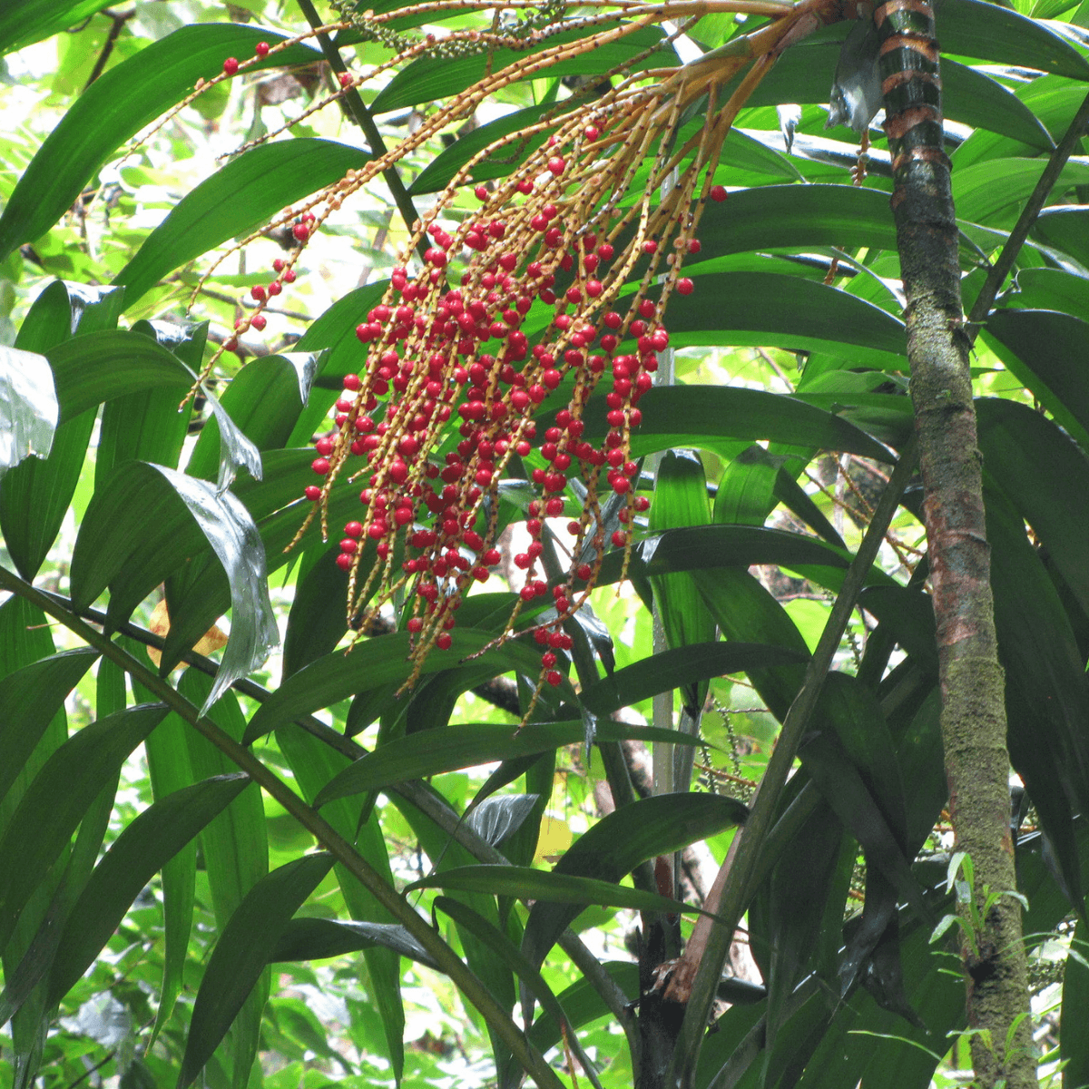 Image 1 of Macarthur Palm