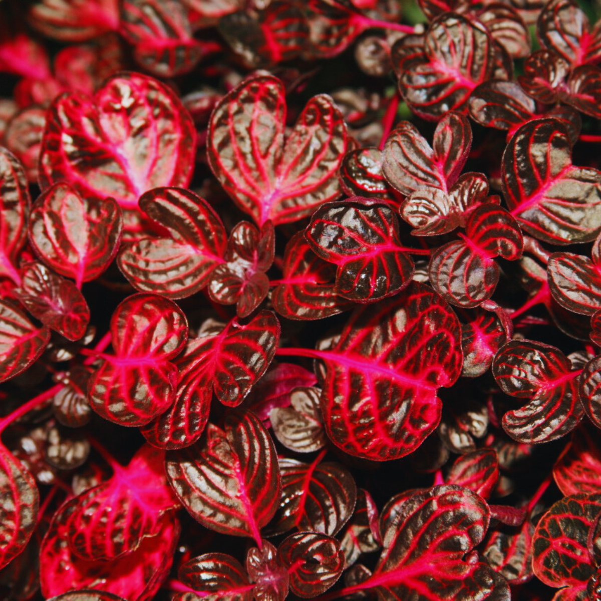 Image 1 of Herbst's Bloodleaf