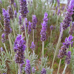 Preview #1 of French Lavender
