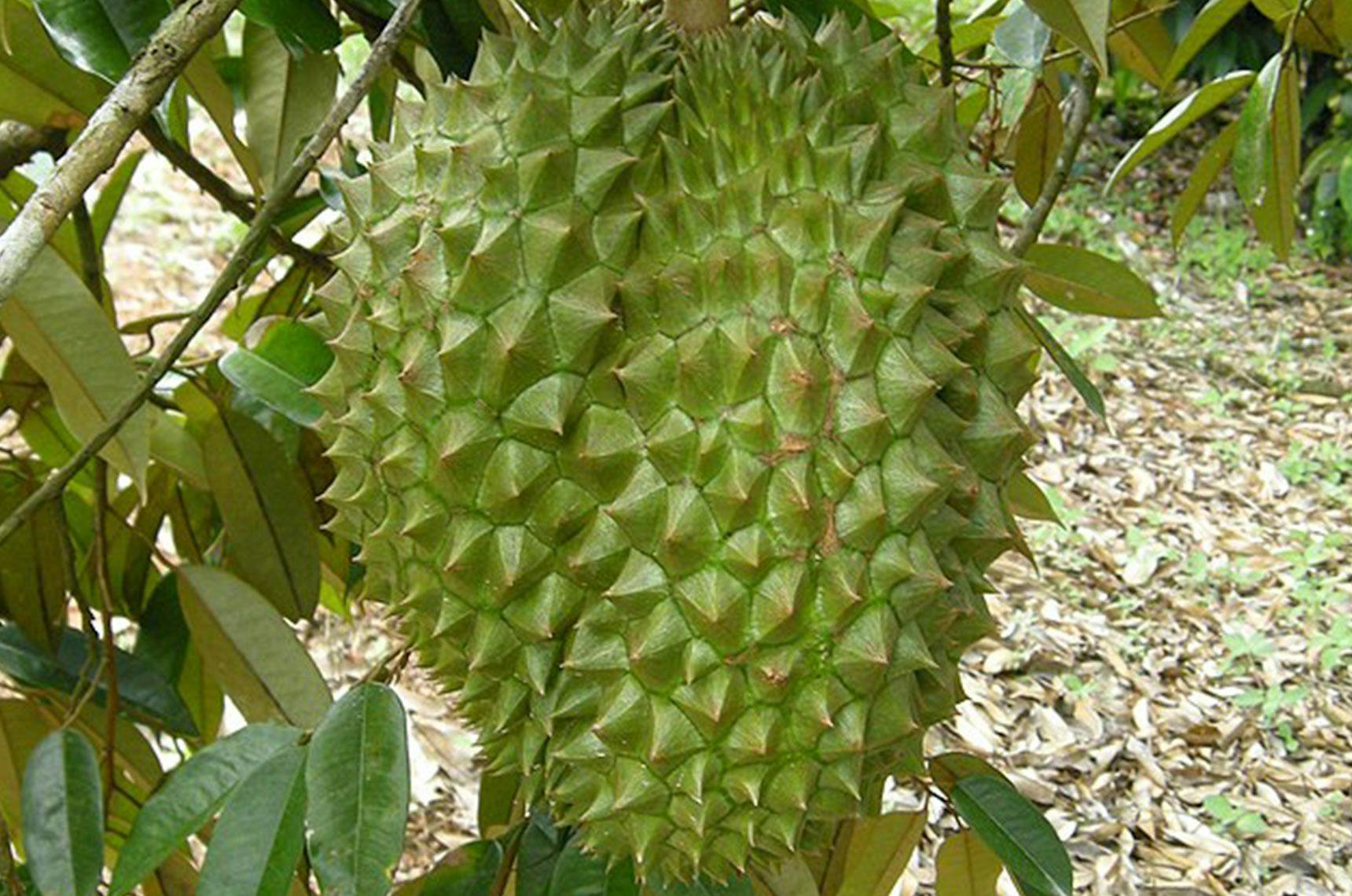Image 1 of Durian