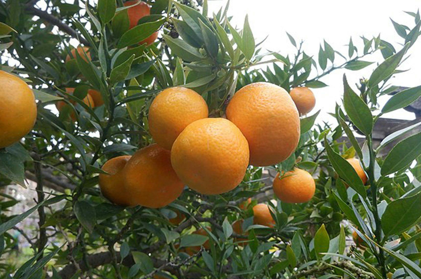 Image of Citrus Tree
