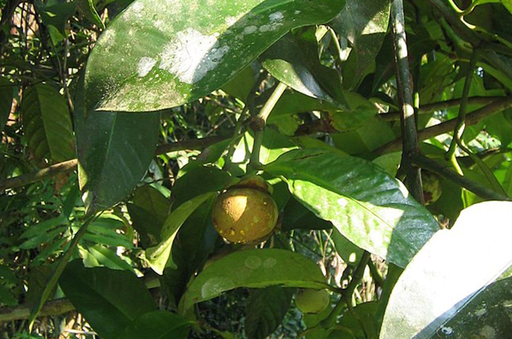 Image 1 of Purple Mangosteen