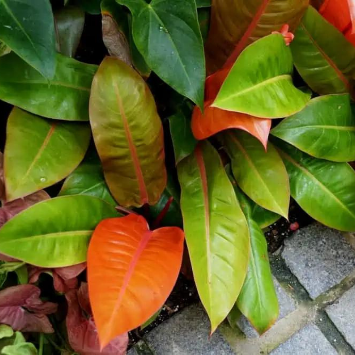 Image 1 of Prince of Orange