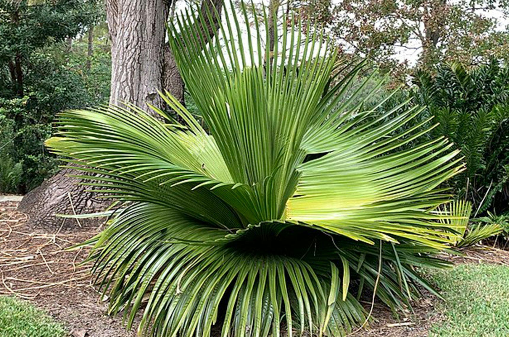 Image 1 of Petticoat Palm