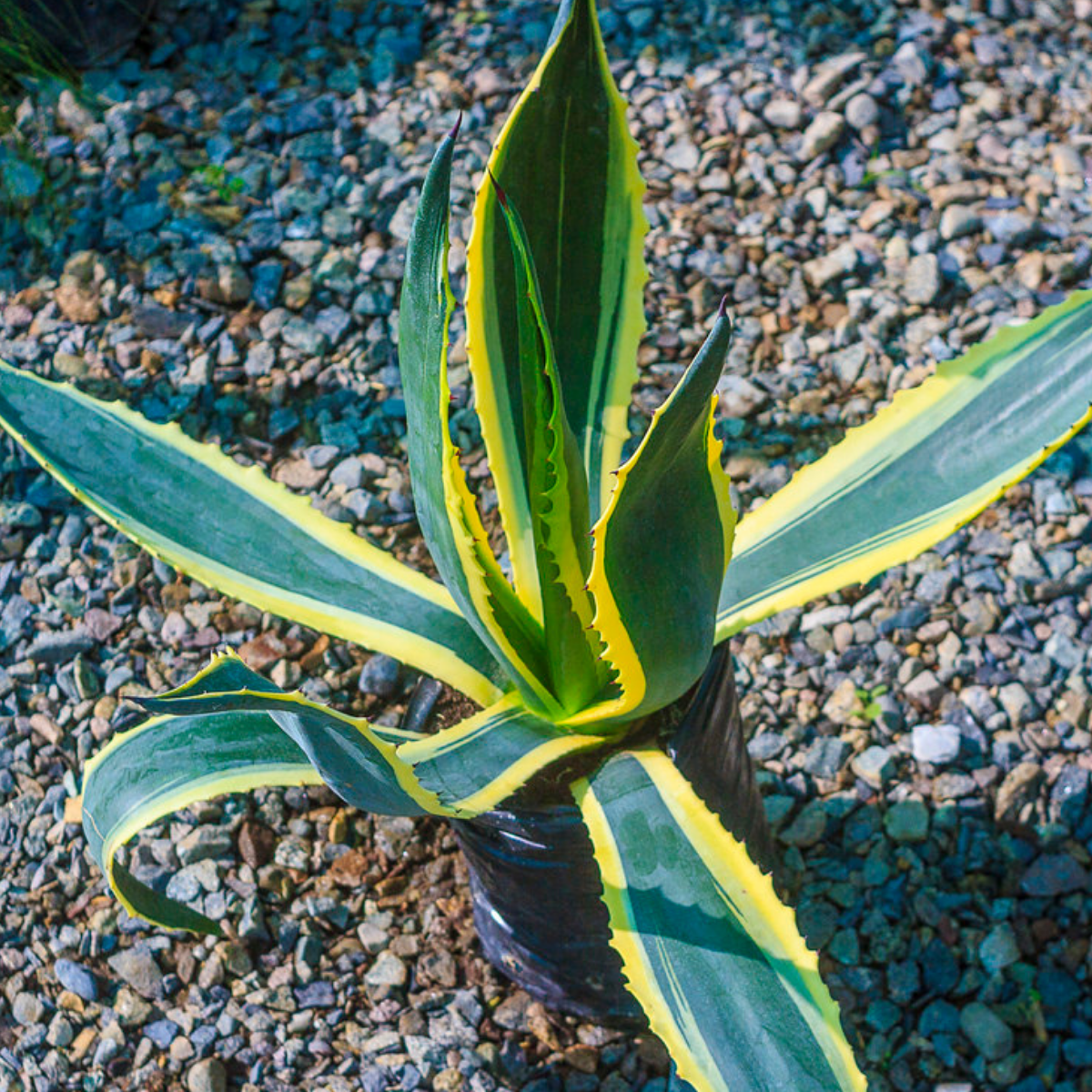 Image 1 of Maguey
