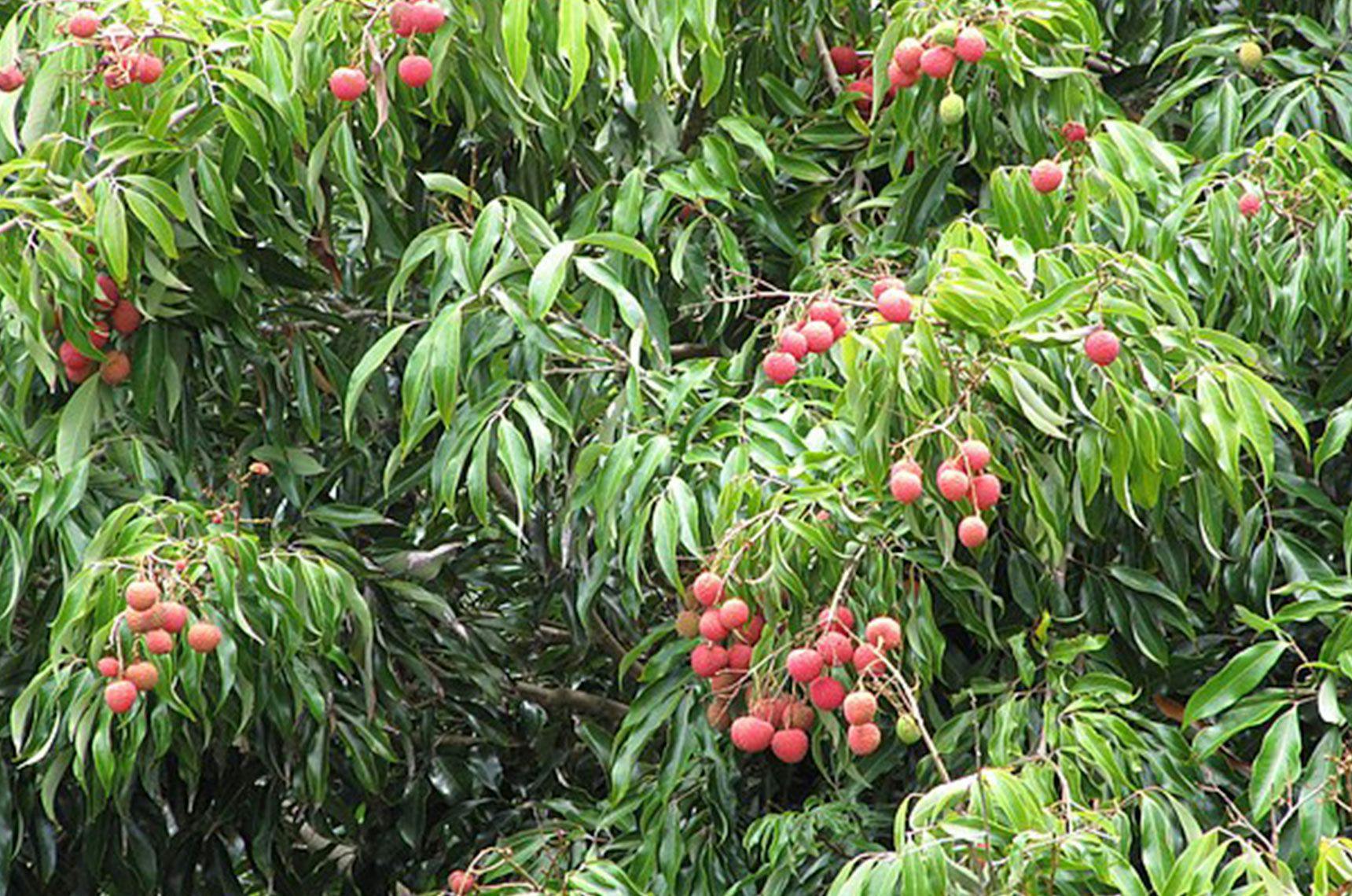 Image 1 of Lychee