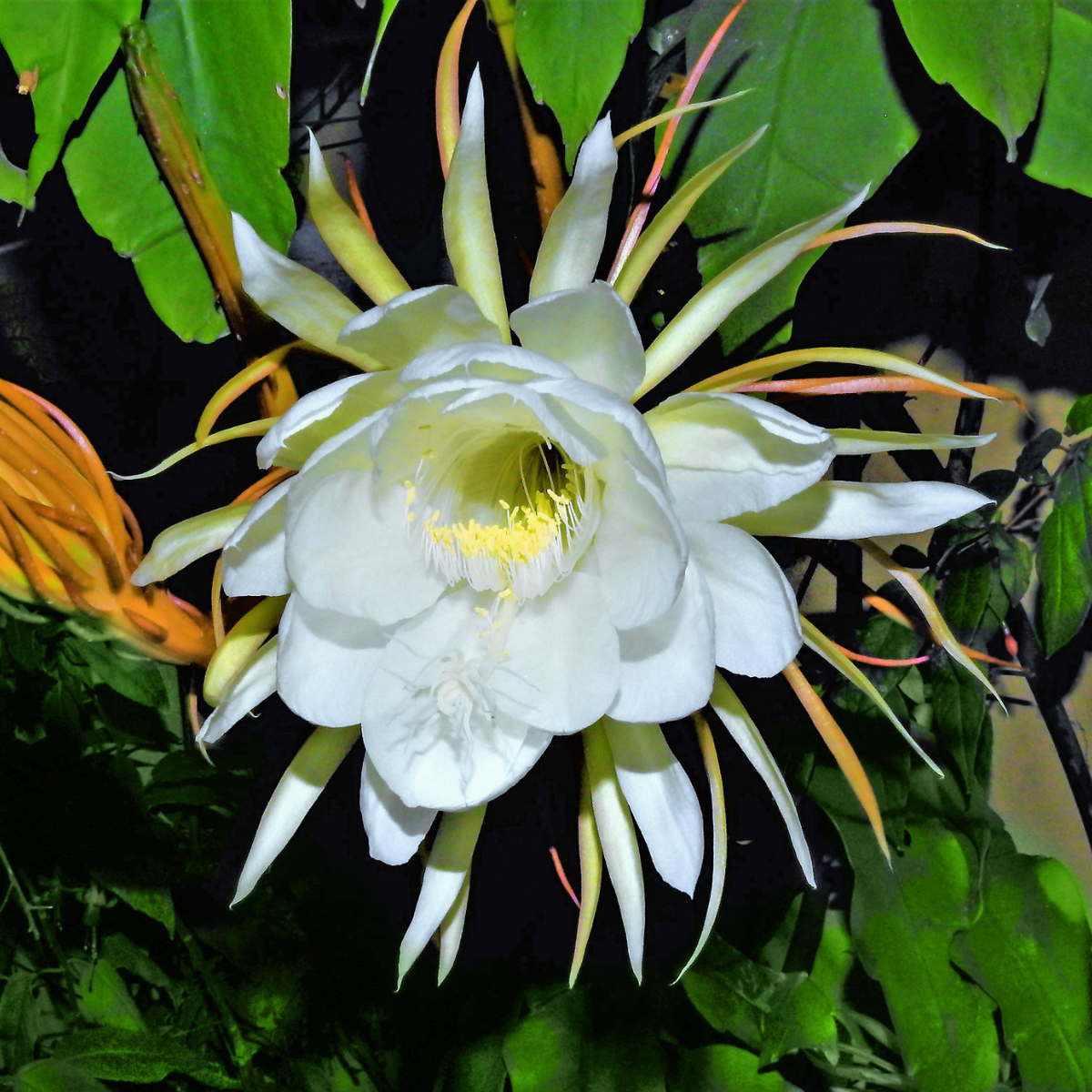 Image 1 of Night-Blooming Jasmine