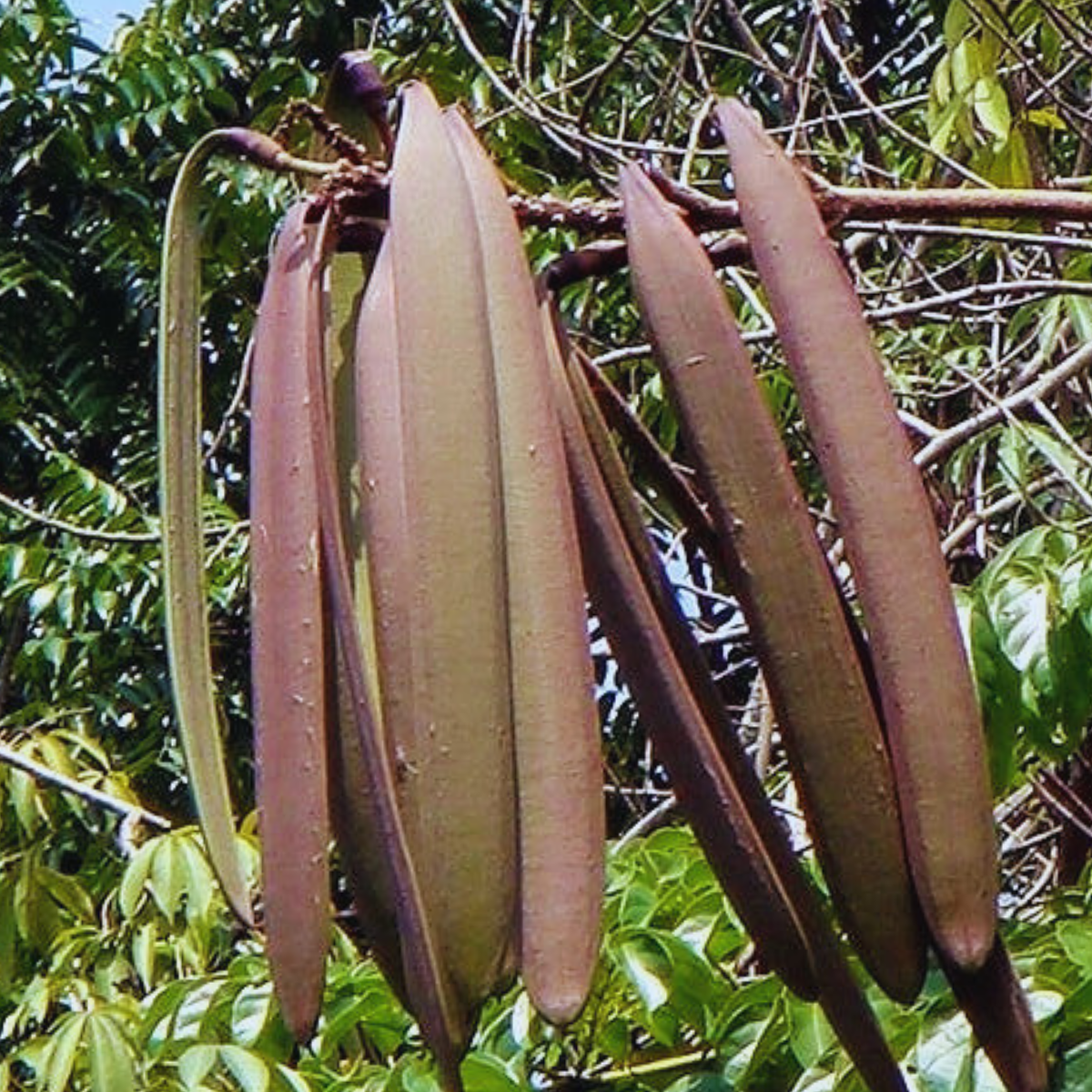 Image 1 of Midnight Horror