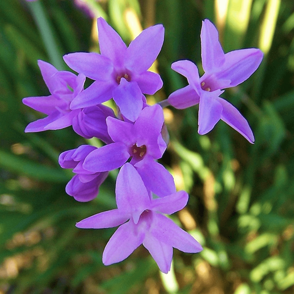 Image 1 of Society Garlic