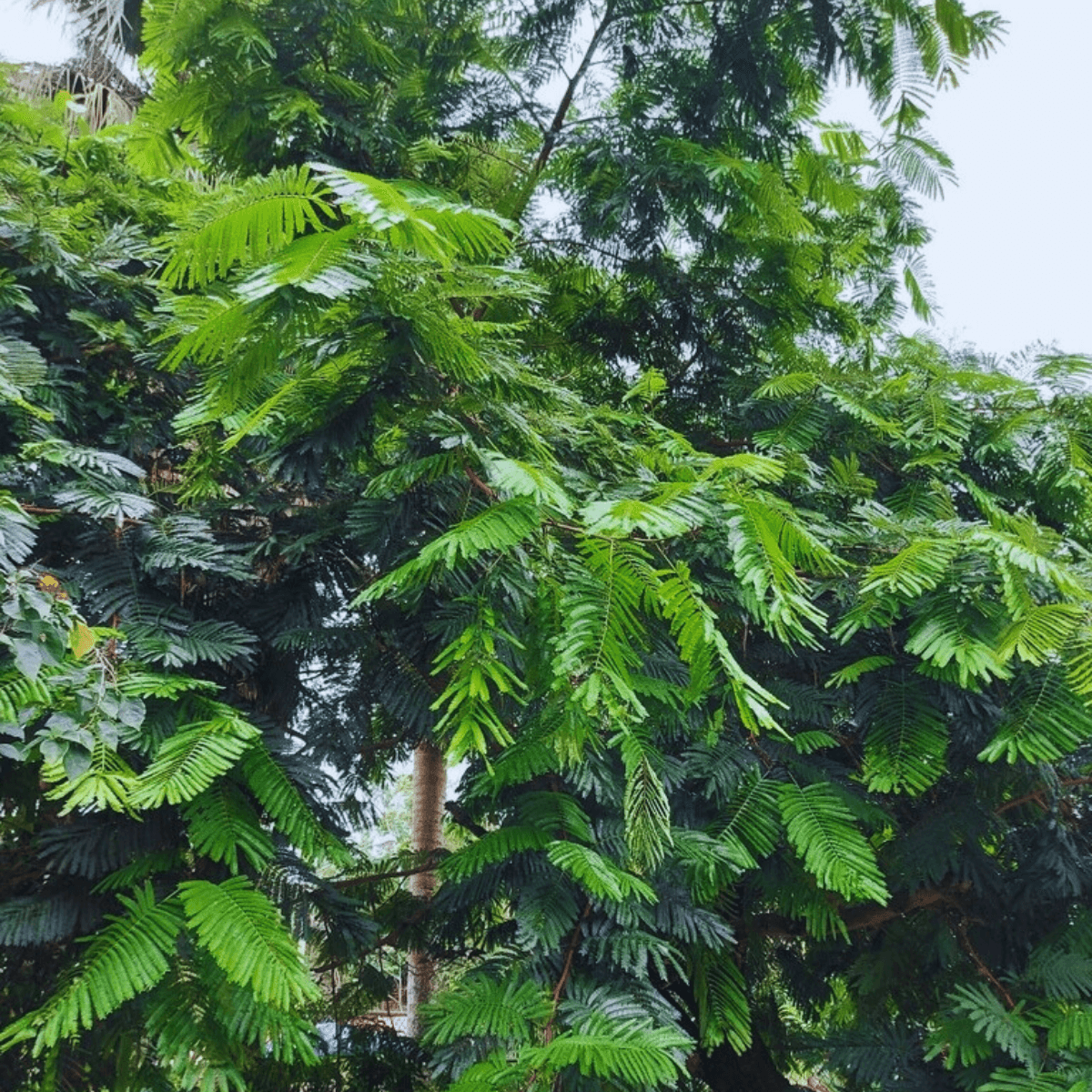 Image 1 of Guanacaste