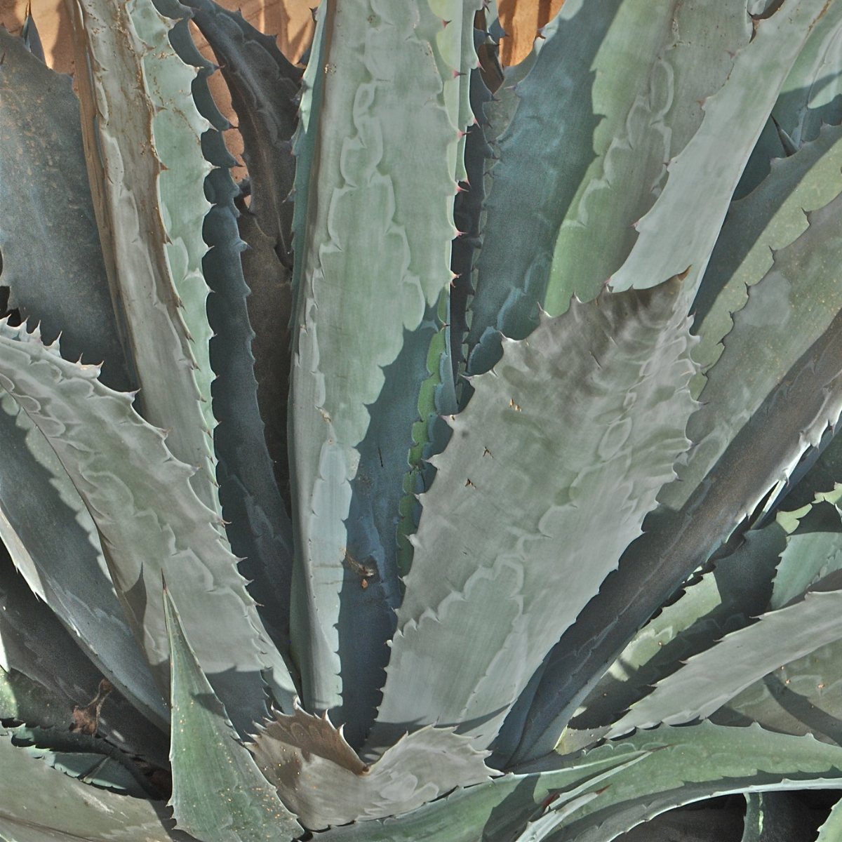 Image 1 of Century Plant