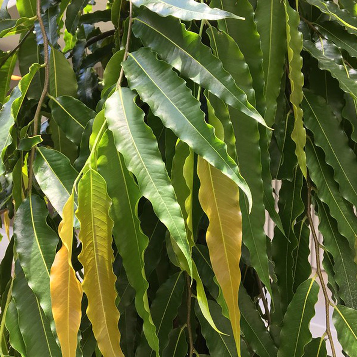 Image 1 of False Ashoka