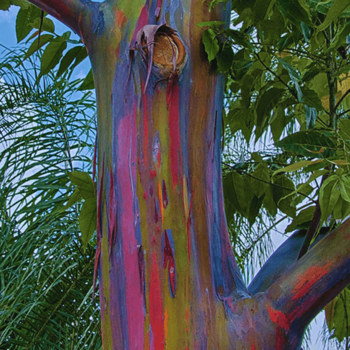 Image 1 of Rainbow Eucalyptus