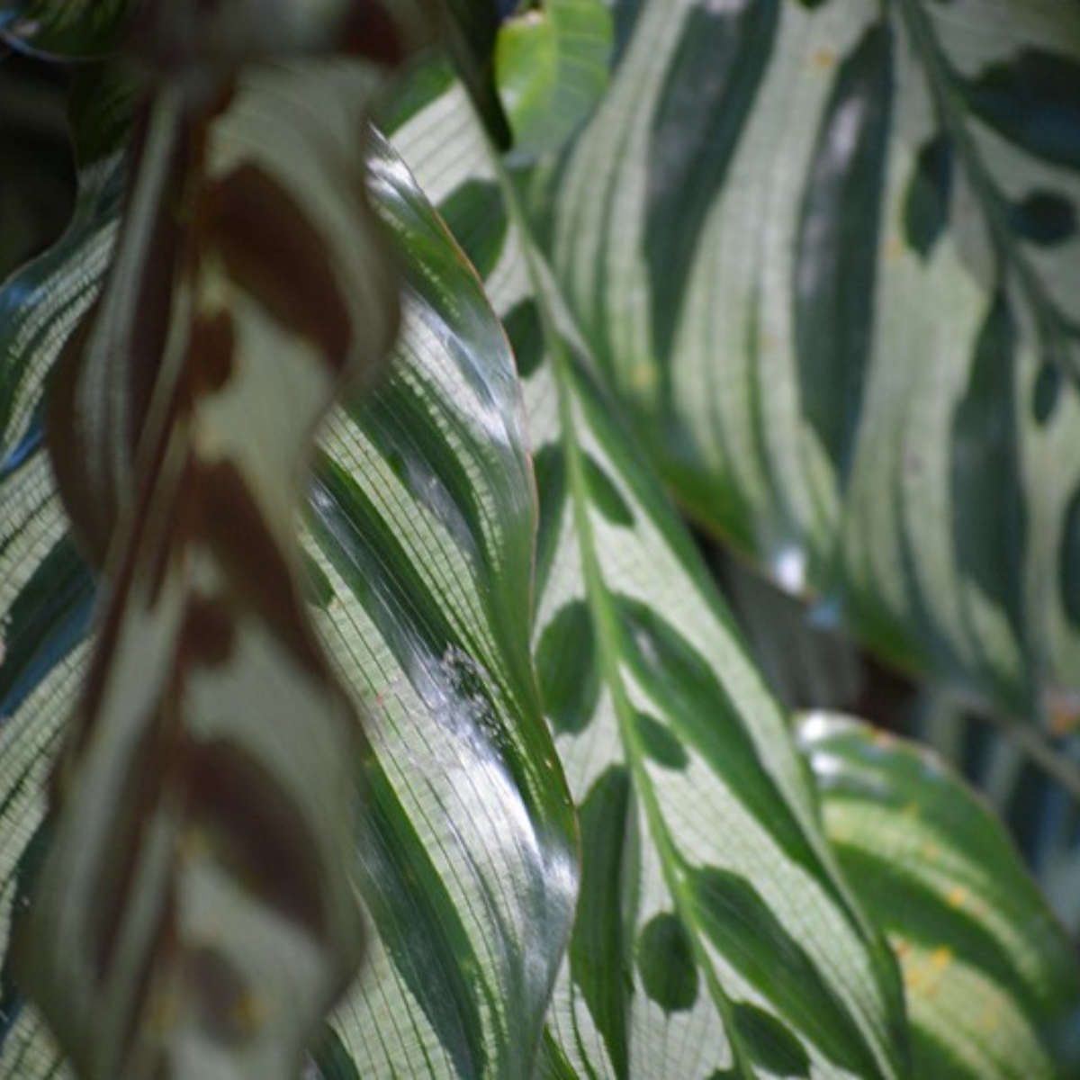 Image 1 of Cathedral Plants