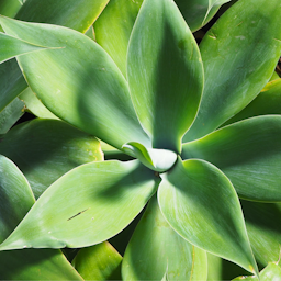 Preview #1 of Swan's Neck Agave