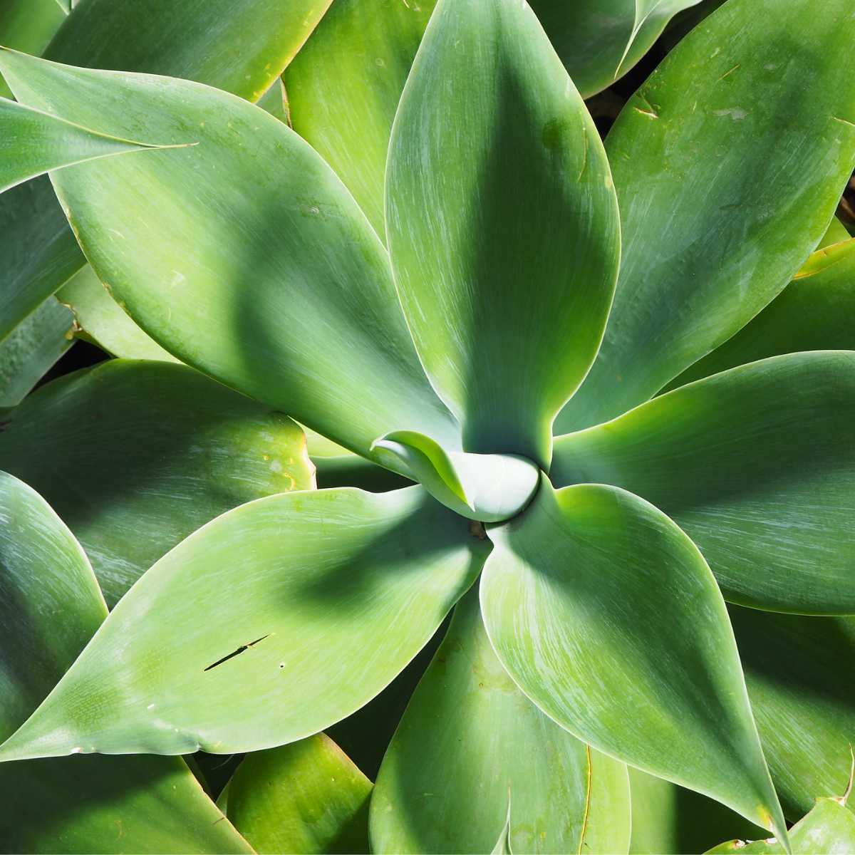 Image 1 of Swan's Neck Agave