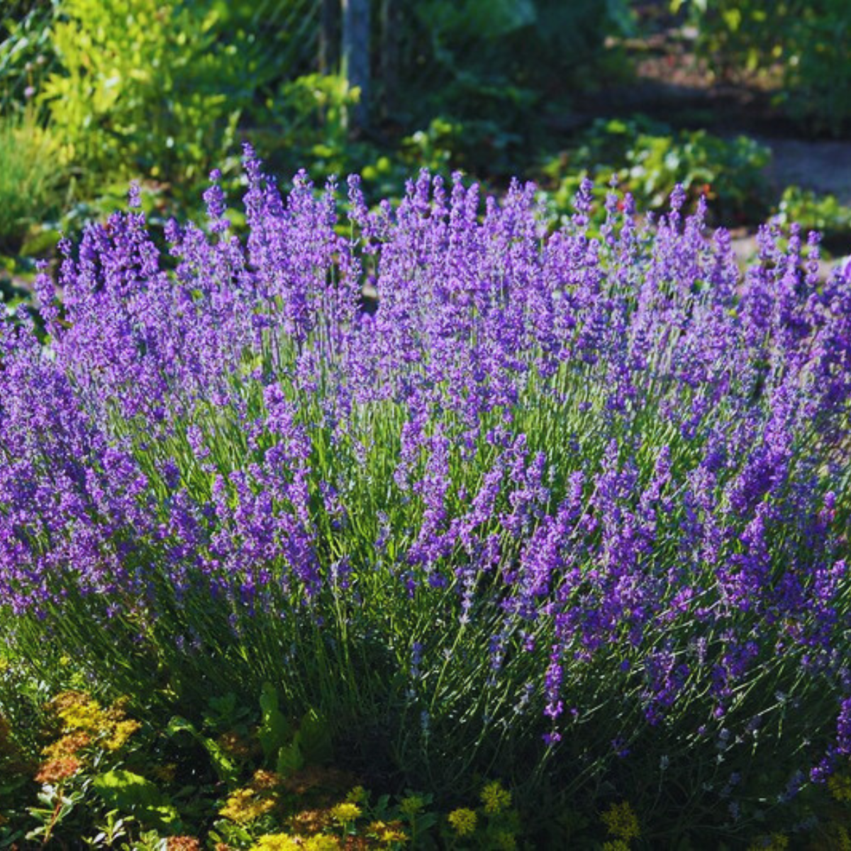 Image 1 of True Lavender