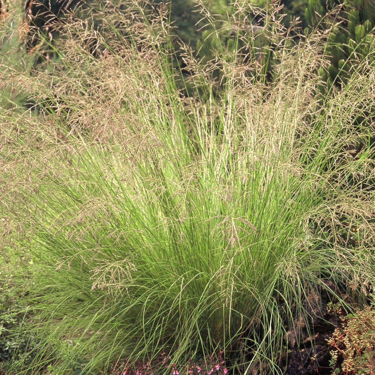 Image 1 of Weeping Lovegrass