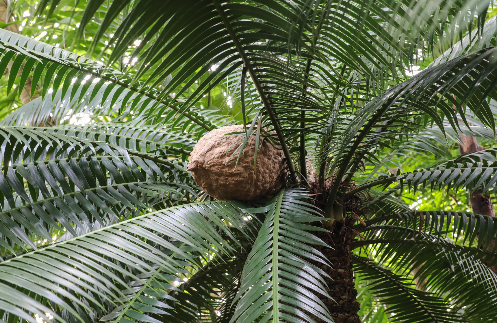 Image 1 of Gum Palm