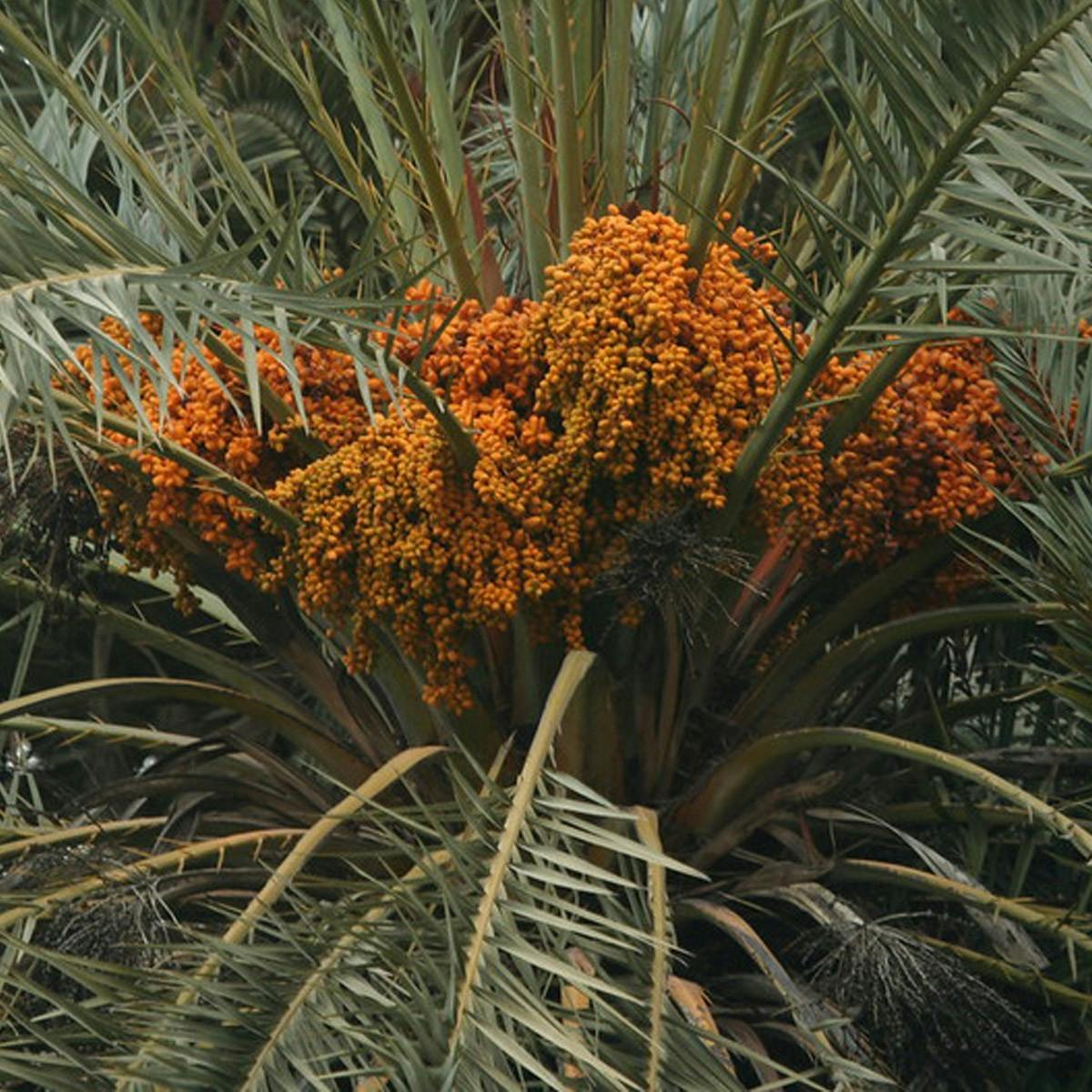 Image of Date Palm
