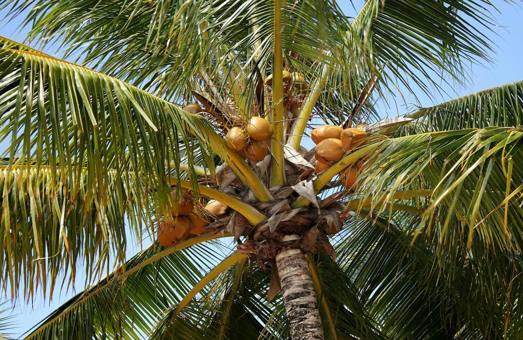 Image 1 of Dwarf Coconut Trees