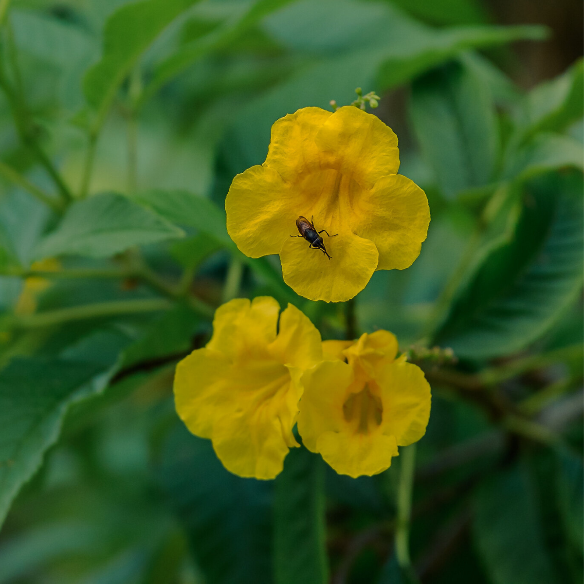 Image 1 of Yellow Trumpetbush
