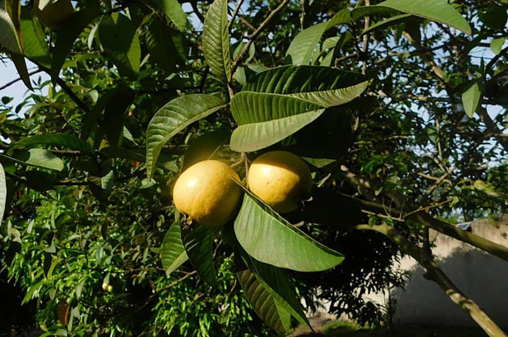 Image 1 of Guava
