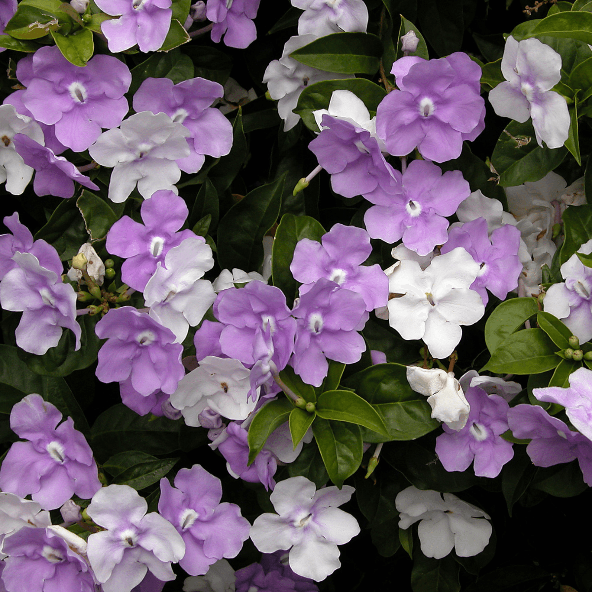 Image 1 of Tomorrow Together