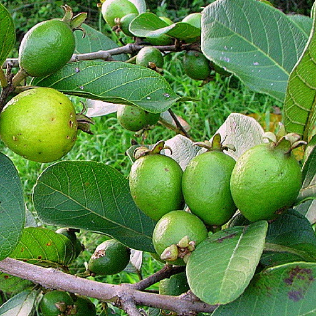 Image of Brazilian Guava