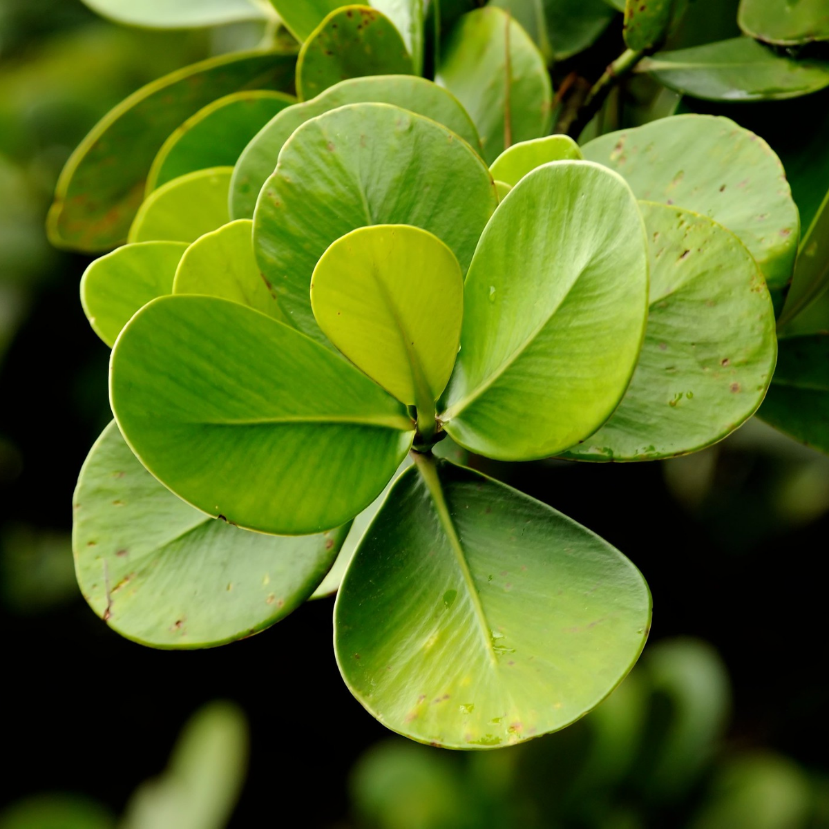 Autograh Tree Autograph Tree | A Hindu Spiritual Sanctuary